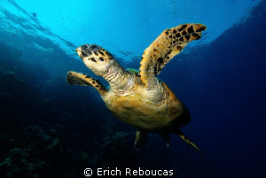 Hawksbill turtle by Erich Reboucas 
